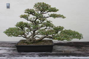 Tree Stock #37 by Noireuse