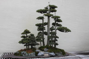 Tree Stock #43 by Noireuse