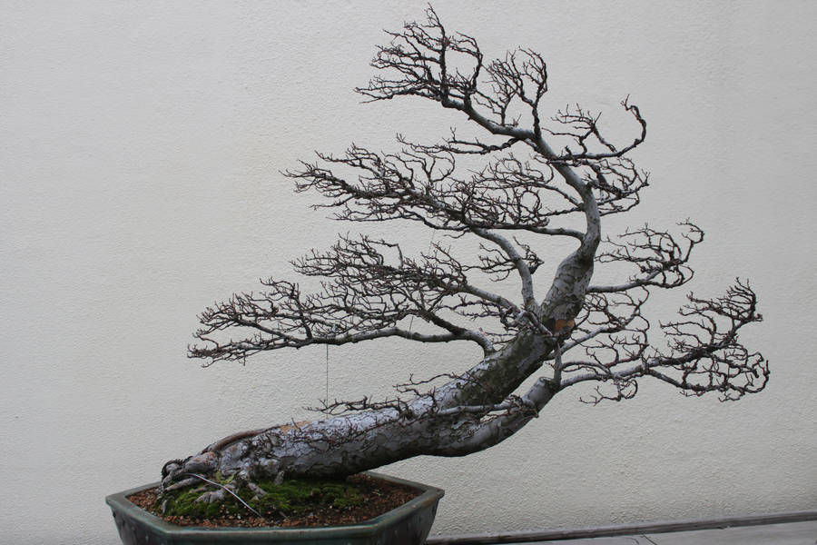 Tree Stock #45 by Noireuse