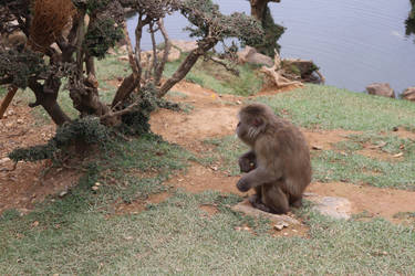 Animal Stock #2 (Japanese Macaque Monkey) by Noireuse