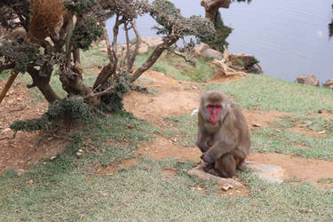 Animal Stock #3 (Japanese Macaque Monkey) by Noireuse