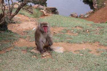 Animal Stock #4 (Japanese Macaque Monkey) by Noireuse