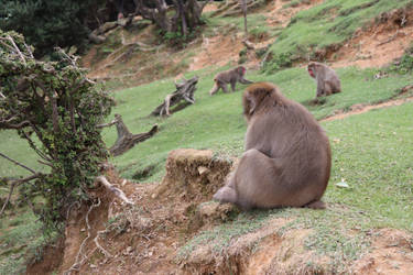 Animal Stock #5 (Japanese Macaque Monkey) by Noireuse