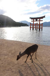 Animal Stock #8 (Deer) by Noireuse