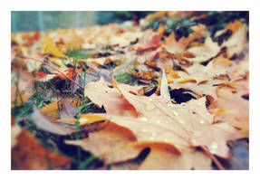 Leaf Droplets by StoryofGreen