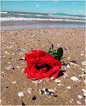 Rose from the sea by 91Elena91