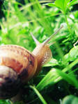 Crawling in the green by 91Elena91