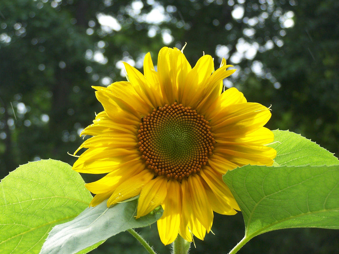 Sunny Delight by Trafalgar