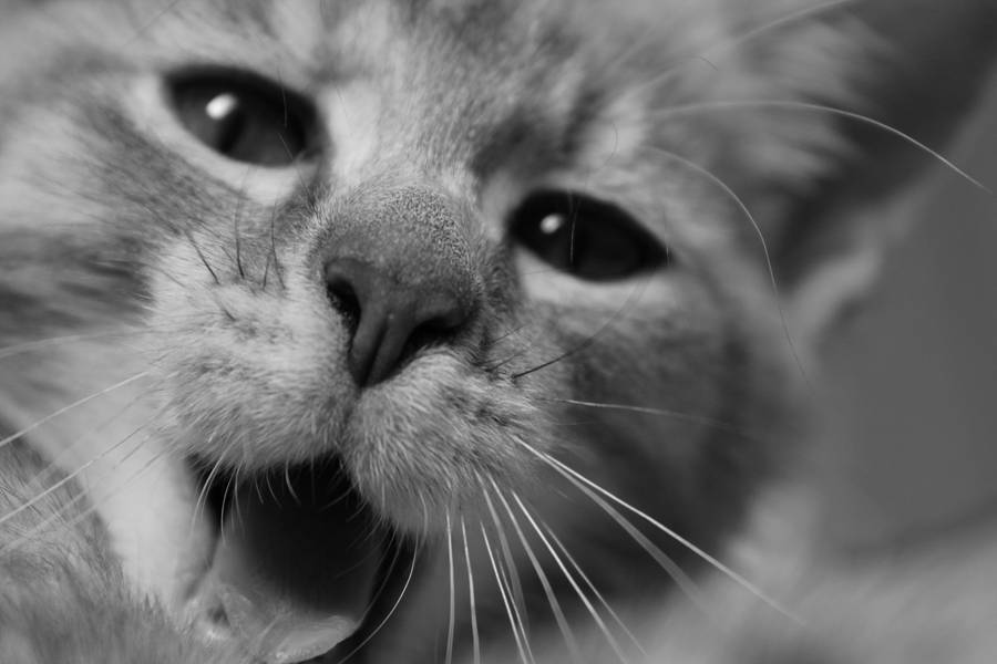 Bleh by Sally-MicKeY-FinN Bleh by Sally-MicKeY-FinN
