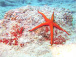 Sea stars by buttervlieg