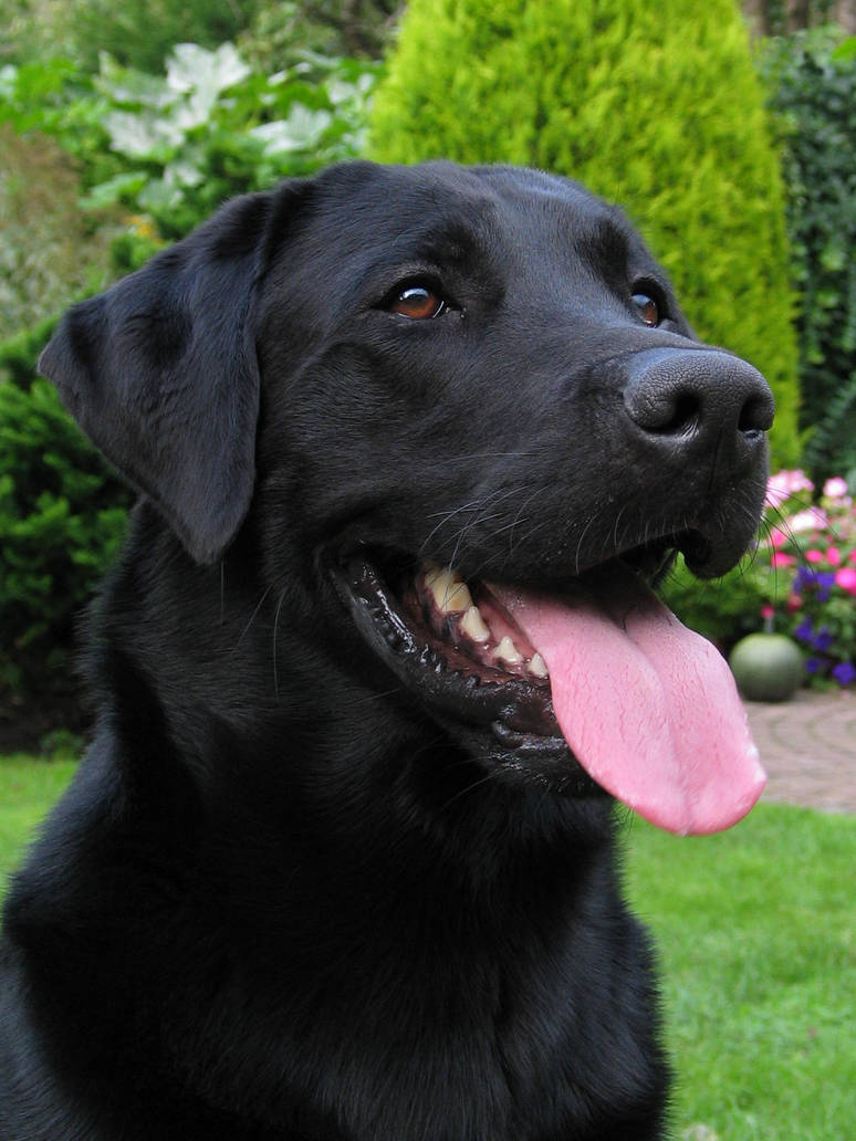 Black Labrador, a front view by KTOer on DeviantArt