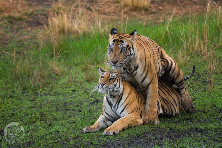 Tigers mating by 00Tiger00