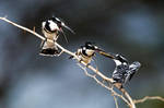 Pied Kingfisher by 00Tiger00