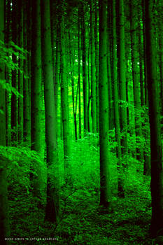 Forest by DREAMCA7CHER