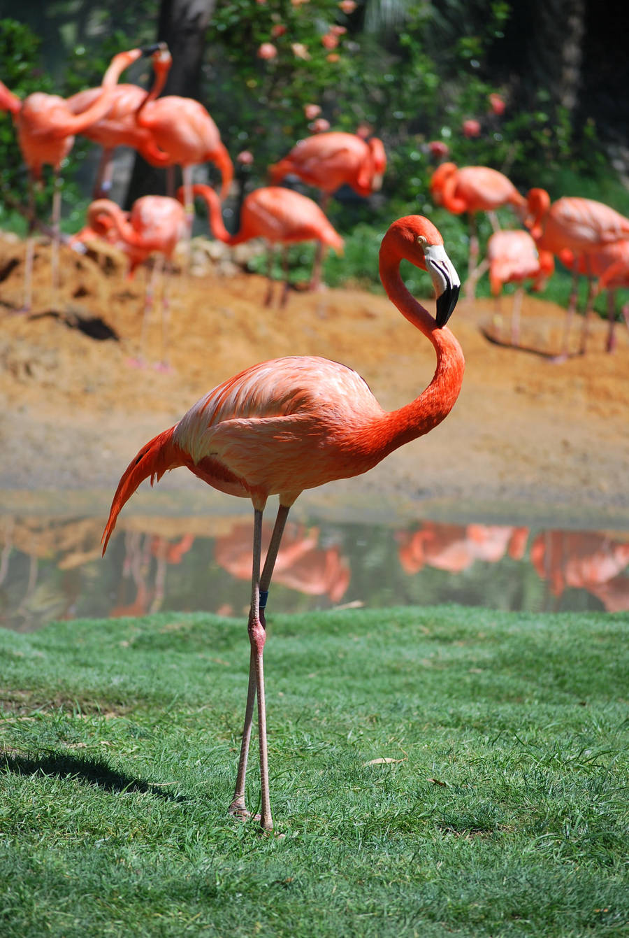 Flamingo 6 by SBG-CrewStock