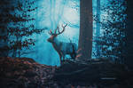 Blue Forest by hotamr