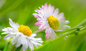 Moar Macro! by qwstarplayer