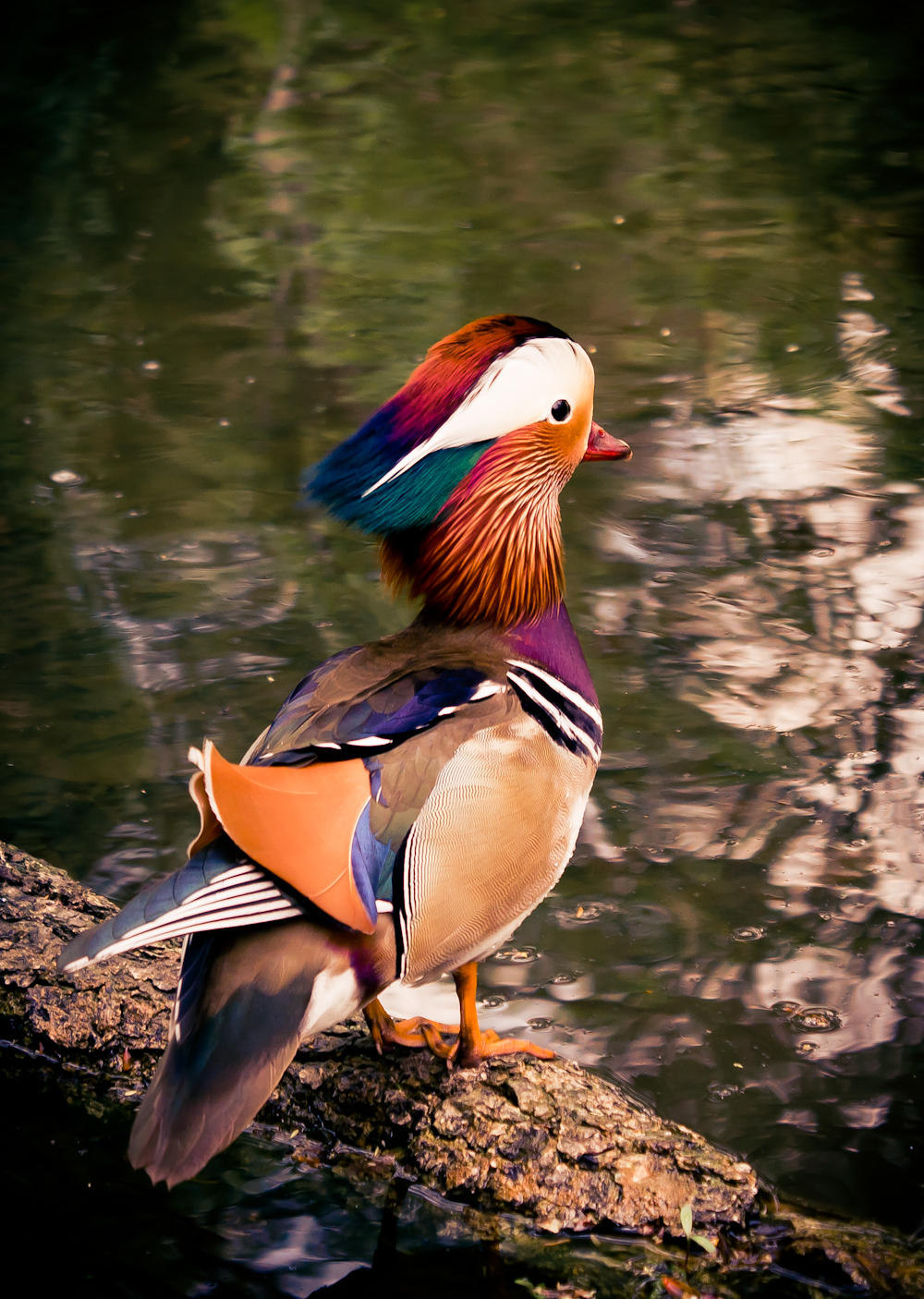 Duck by Fr34kZ