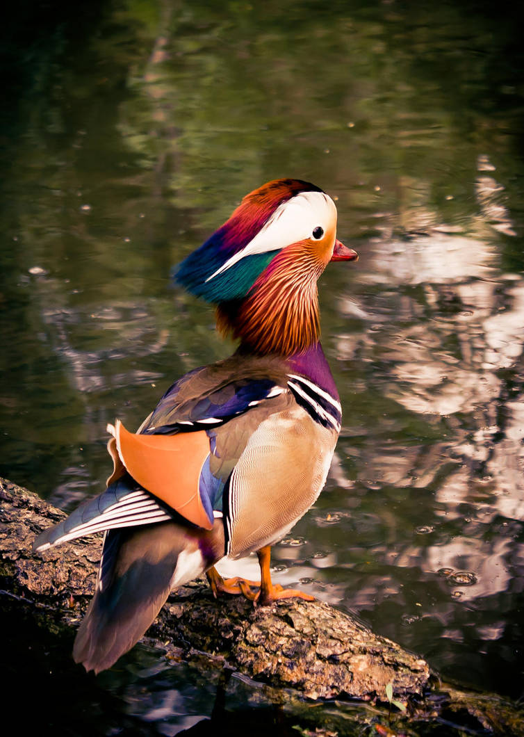 Duck by Fr34kZ