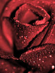red rose by CrisisCorps