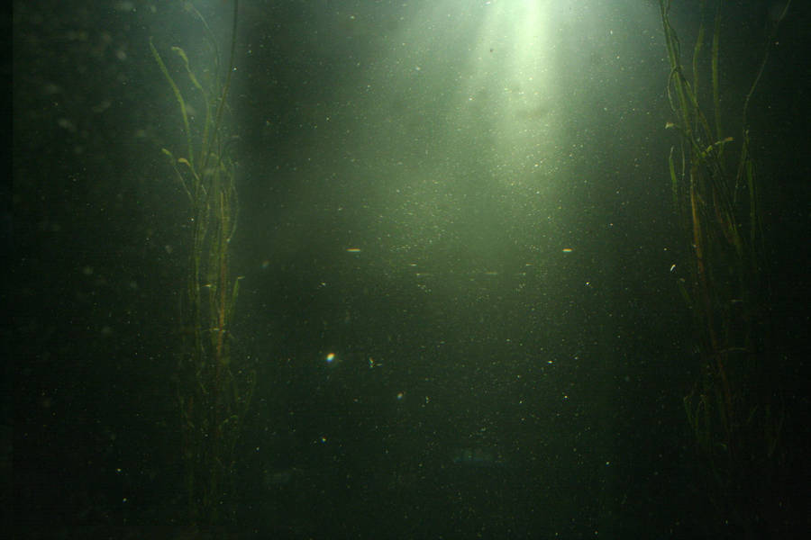 underwater by koko-stock