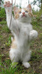 Cats 21 by Blah-stock