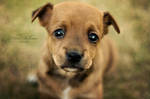 puppy eyes by Dina90T