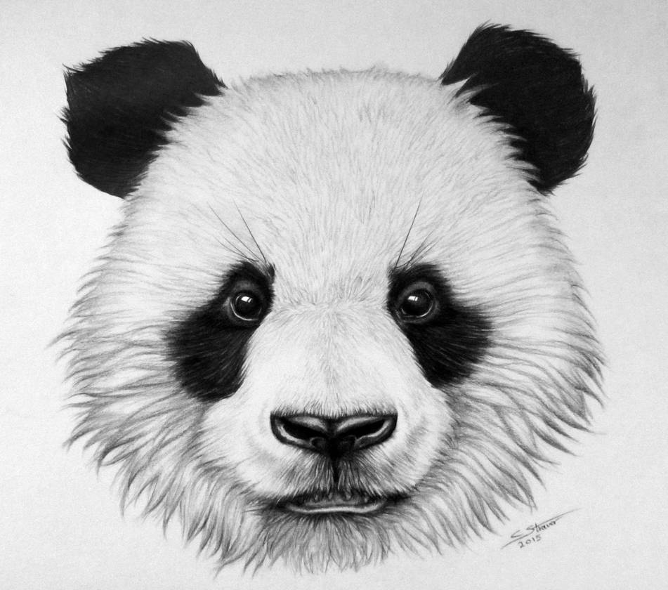 Top How To Draw A Realistic Bear in the world Don t miss out 