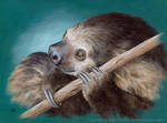 Sloth by Crynyd