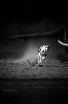 The life on the track by thetebe
