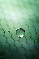 Cosmos by SweetPeaPhototc