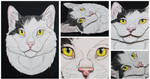 Commissions: 3D - Portrait - B/W Domestic Cat by SaQe