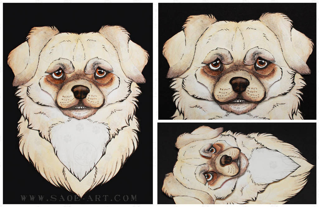 Commissions: Medium size Tibetan Spaniel by SaQe