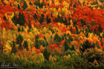 Ysper Gorge VII by Nightline