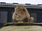Lion 3 by faded--angel