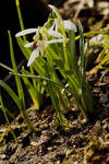 Fruehling 1 by Lokipan