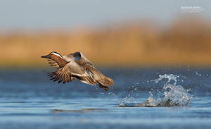 Splash by BogdanBoev Splash by BogdanBoev