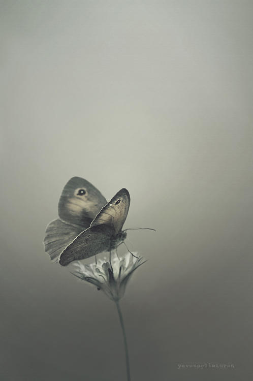Butterfly by yavuzselimturan