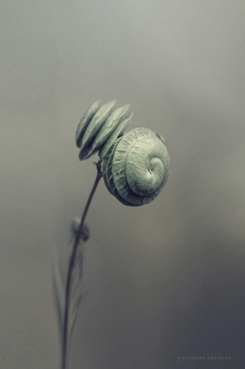 Nature by yavuzselimturan