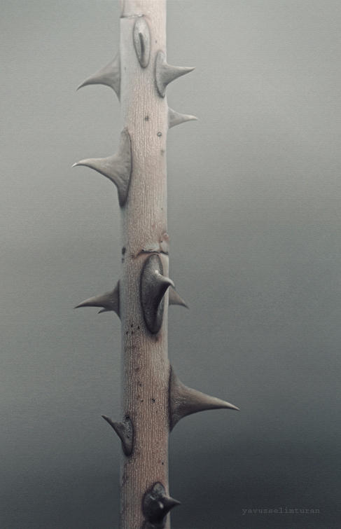 Nature by yavuzselimturan