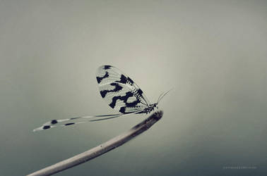 Nature by yavuzselimturan