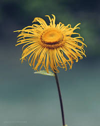 Untitled by yavuzselimturan