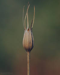 Untitled by yavuzselimturan