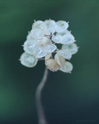 Untitled by yavuzselimturan