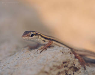 Untitled by yavuzselimturan