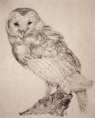 Barn Owl by maysonmonroe