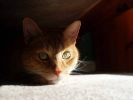 Relaxing in the Sun by GarfieldP