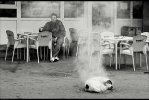 sauna dog by veftenie