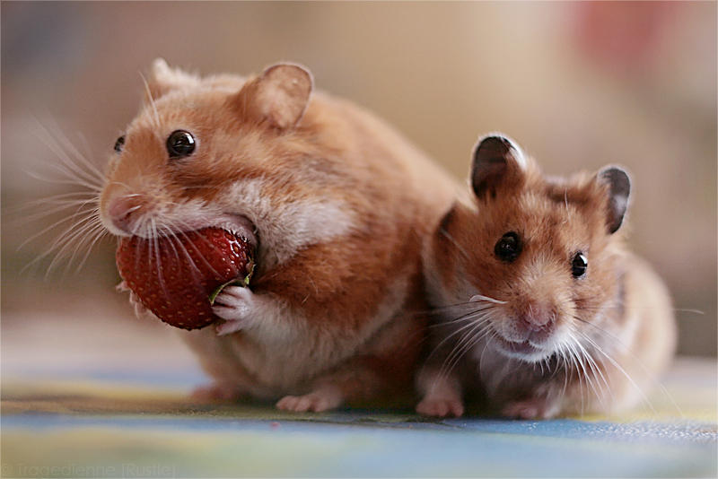 Strawberry by StacyD