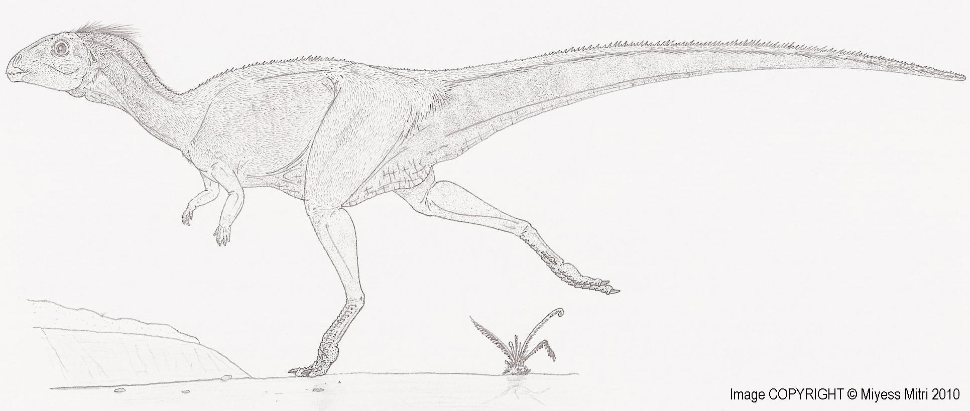 Qantassaurus intrepidus by Miyess
